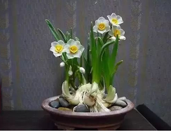 為什么要選擇綠植租賃公司租植物？