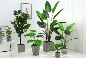 選擇綠植租擺為何比買綠植合適呢？
